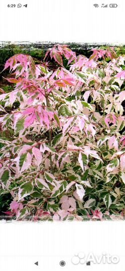 Клен фламинго