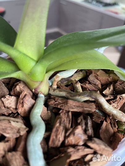 Орхидея фаленопсис Heat Wave