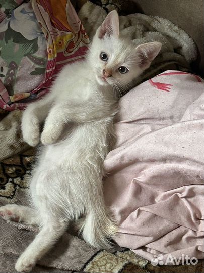 Отдам котят в добрые руки