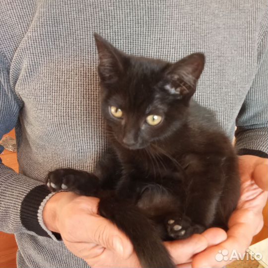 Котенок в добрые руки