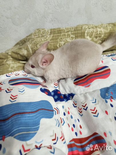 Шиншилла с витриной