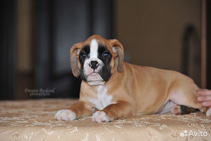 Тигровые и рыжие