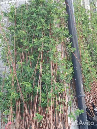 Жимолость крупномеры саженцы