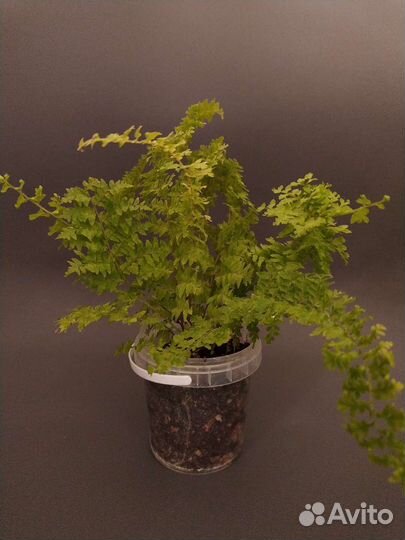 Папоротник нефролепис