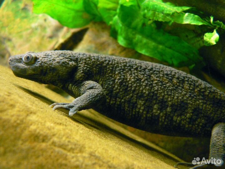 Тритон Босха. Испанский тритон. Рыбки. Декор. Фон