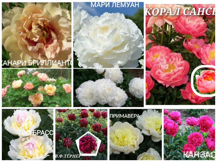Пионы популярные сорта