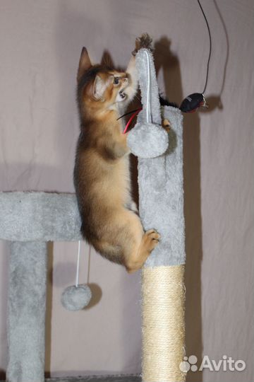 Абиссинские котята с документами