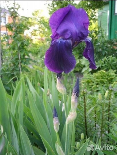 Ирисы бородатые