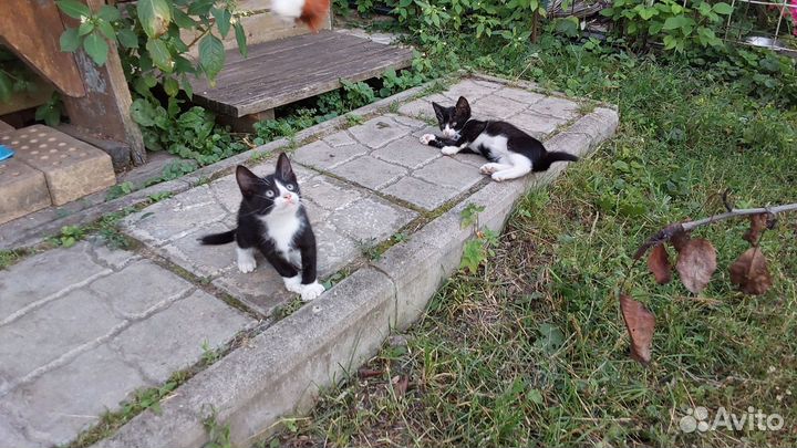 Котята дачные в добрые руки самовывоз из Купавны