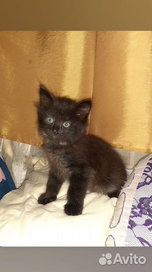 Котята в добрые руки передержка