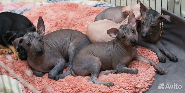 Щенки Ксолоитцкуинтли голые