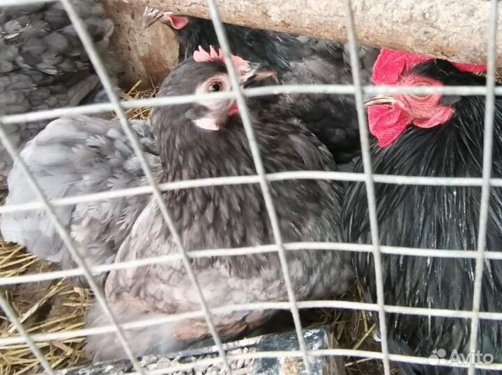 Инкубационное яйцо карликовый кохинхин