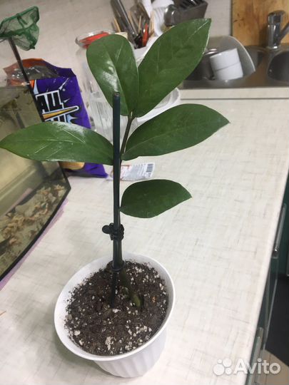 Комнатные цветы