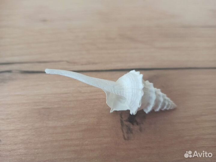 Морская раковина