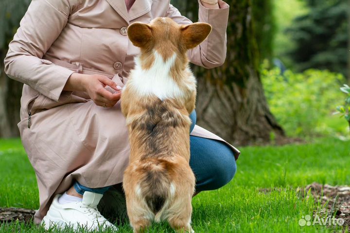 Прекрасная леди Вельш Корги Пемброк