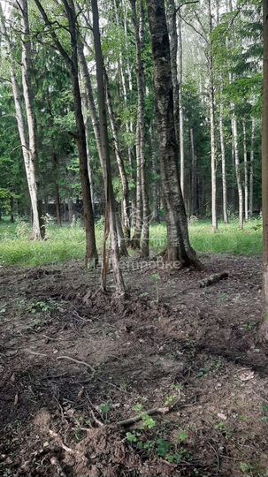 Участок 16 сот. (СНТ, ДНП)
