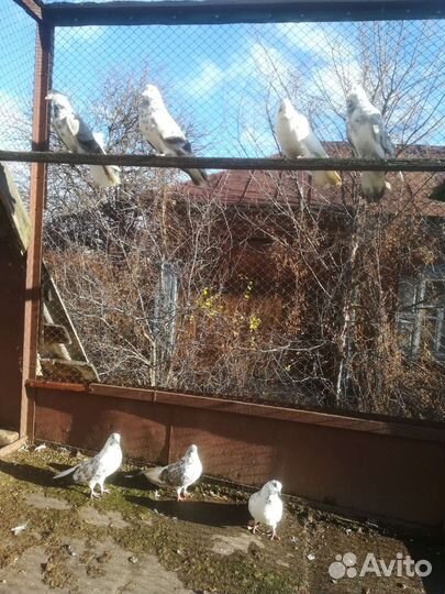 Продажа николаевских голубей