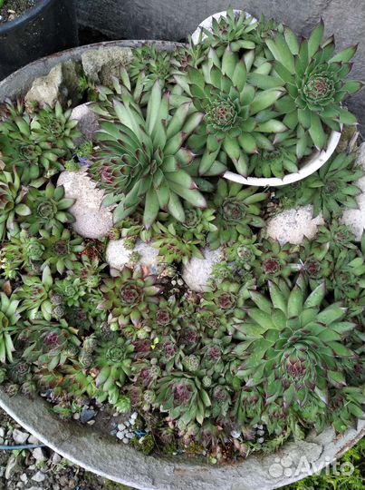 Каменная роза и комнатные цветы