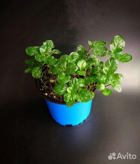 Мята. Самые вкусные коллекционные сорта