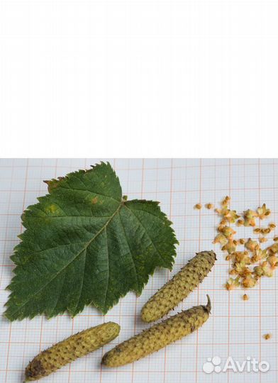 Семена березы