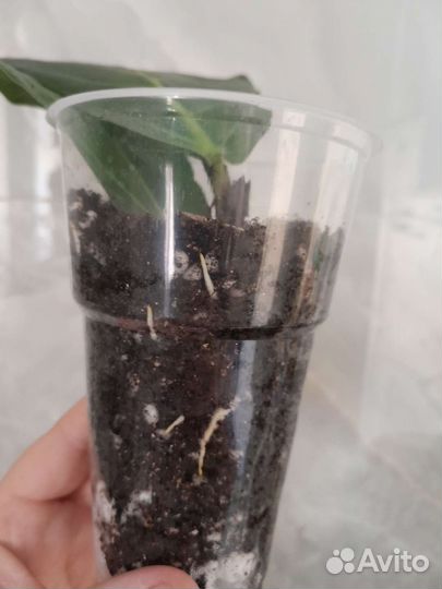 Фикус лирата колумнарис