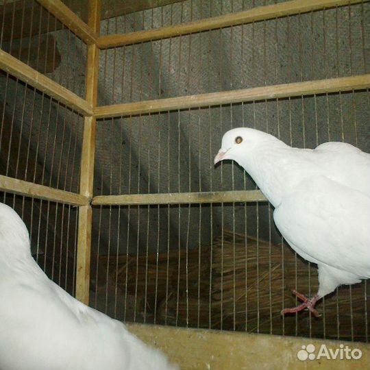 Голуби бакинцы