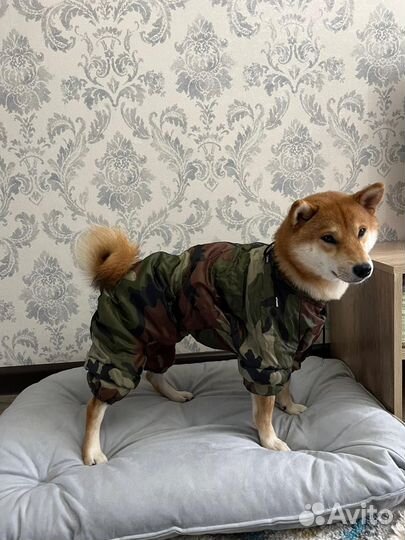 Комбинезон для собаки