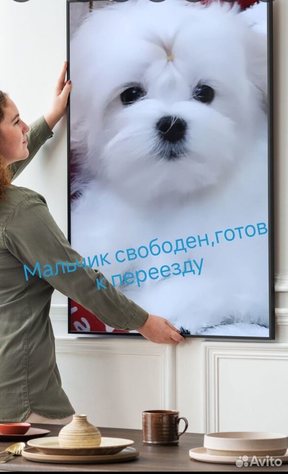 Щенок мальтезе мальчик