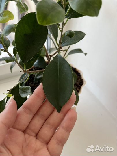 Фикус лайма