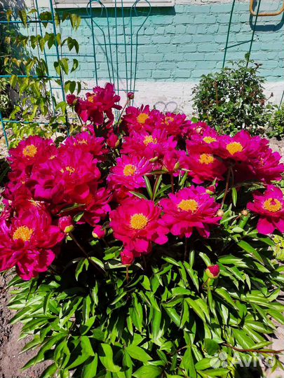 Пионы корневища