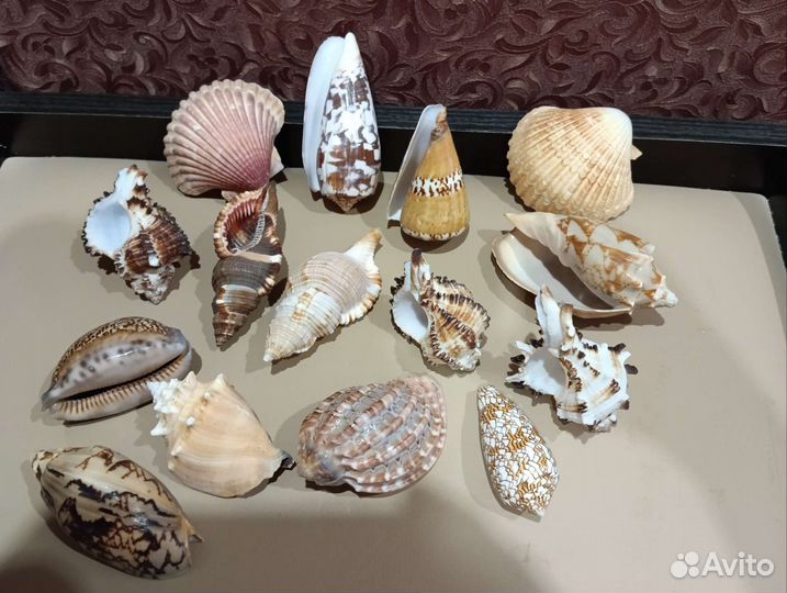 Морские ракушки