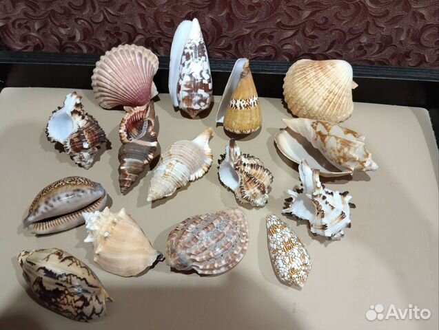 Морские ракушки