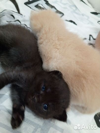 Британские котята