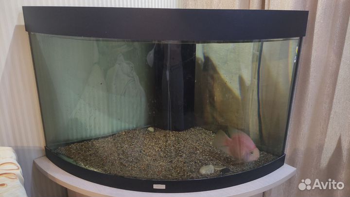 Аквариум с тумбой juwel trigon 190