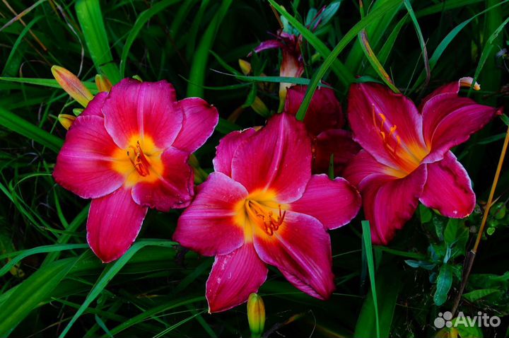 Лилейники разные