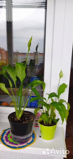 Спатифиллум