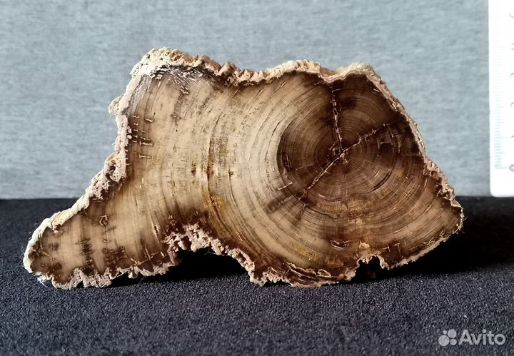 К-184.11 Окаменелое дерево