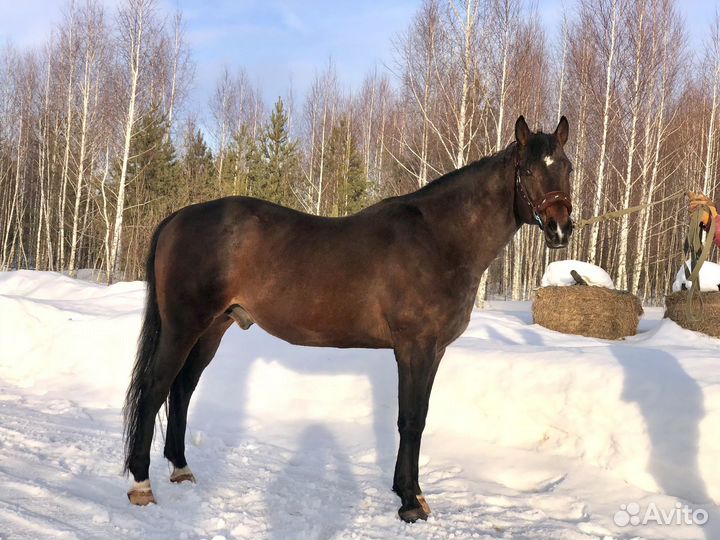 Чистокровная верховая