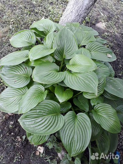 Ирисы и хоста