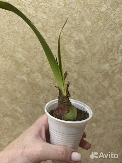 Гиппиаструм