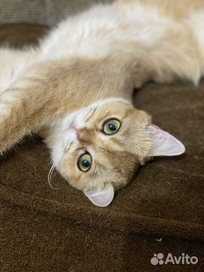 Шотландская кошка золотая шиншилла