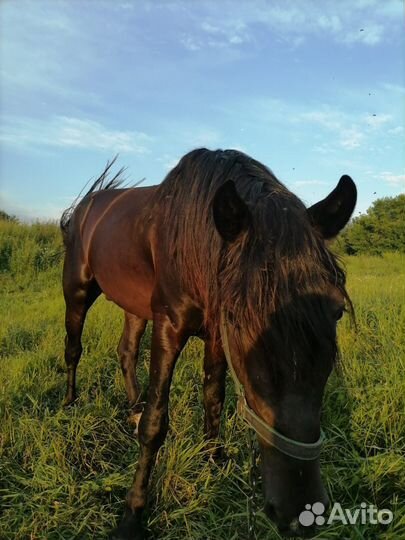 Лошадь (жеребец)