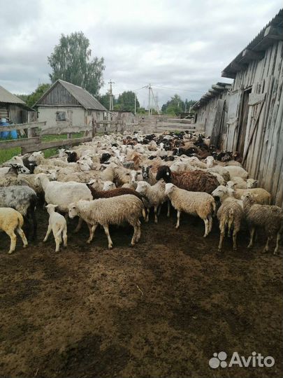 Овцы 120 голов