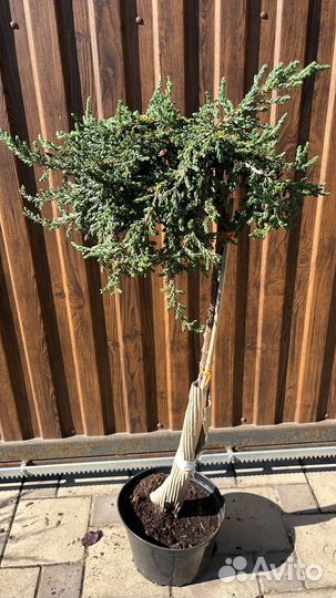 Можжевельник на штамбе