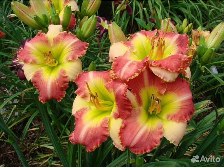 Лилейник Клоун Парад