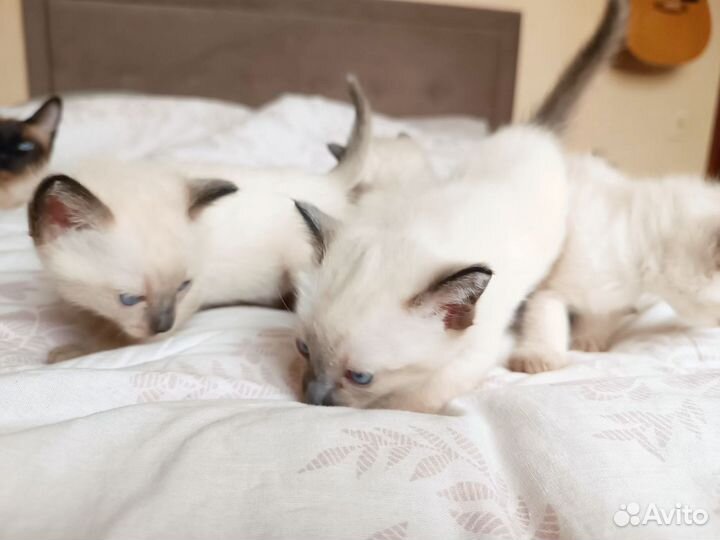 Тайские котята