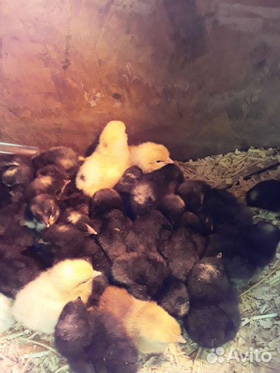 Инкубационное яйцо плимутрок