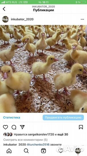 Утки и т.д