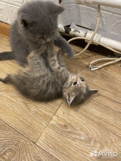 Котята в добрые руки даром