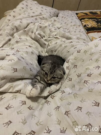 Шотландская вислоухий котенок